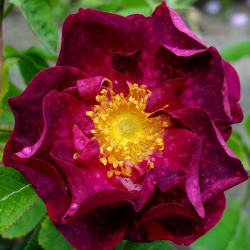 E-commerce, vendita, rose, in, vaso rose galliche - rosa - Rosa Alain Blanchard - rosa intensamente profumata - Coquerel - Rosa che fiorisce una volta, può essere una ottima decorazione per il giardino.